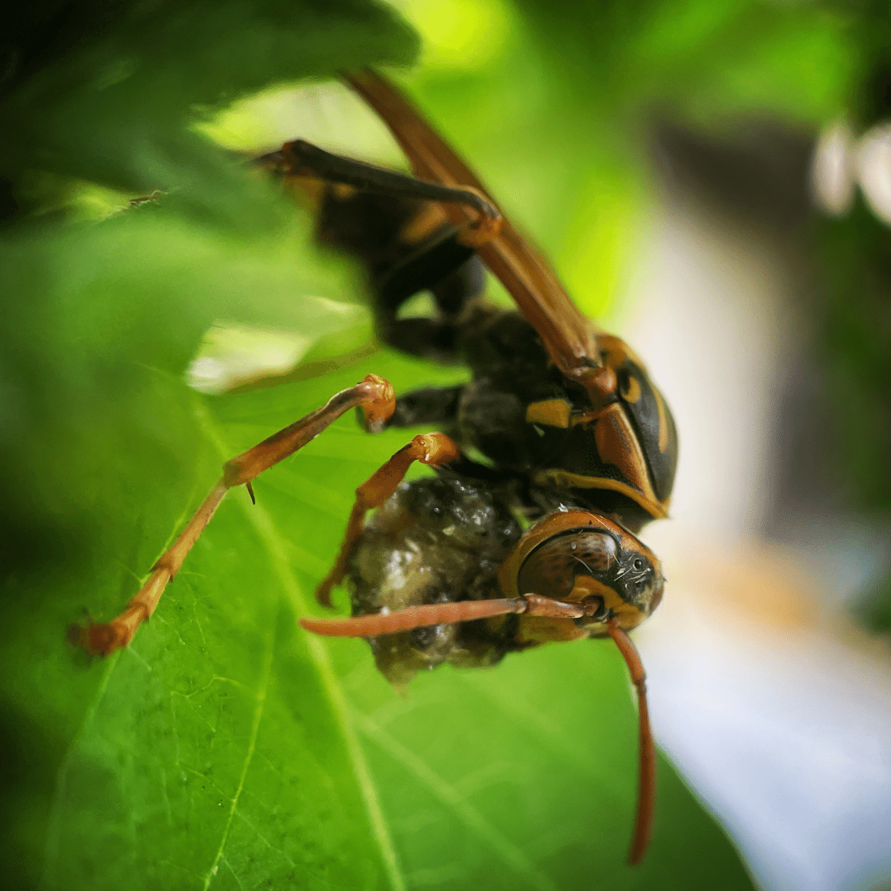 そのへんの3cm Vol 1394 Iphoneでマクロ千回達成 セグロアシナガバチ フジイピカピ そのへんの3cmを撮る人 Note