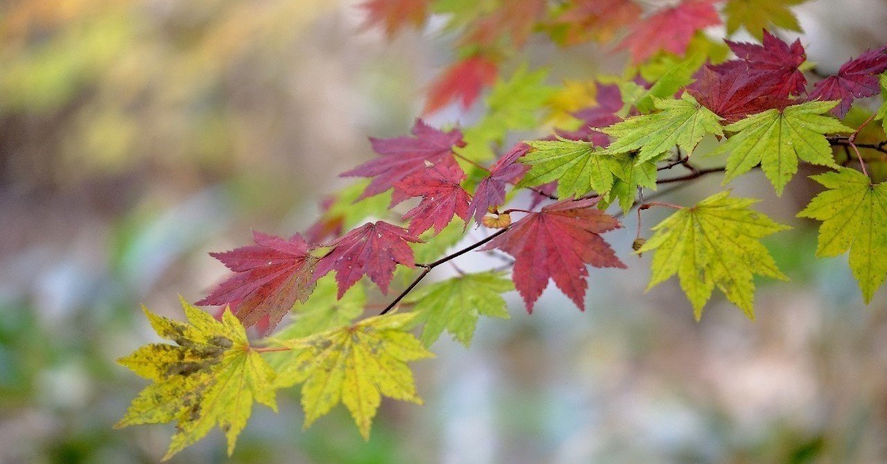 鮮やか紅葉、コハウチワカエデ|hhaannaaiihh|note 鮮やか紅葉、コハウチワカエデ|hhaannaaiihh|note