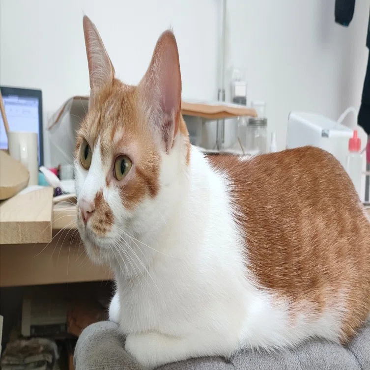 動物病院に行きたいけれどキャリーが嫌なライ 猫の爪によるケガ ヤスエ カフェ Note
