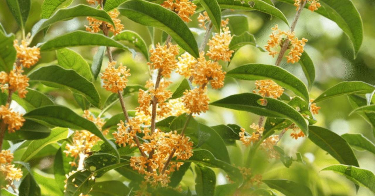 木犀 金木犀 銀木犀 仲秋 植物 紫乃 Note