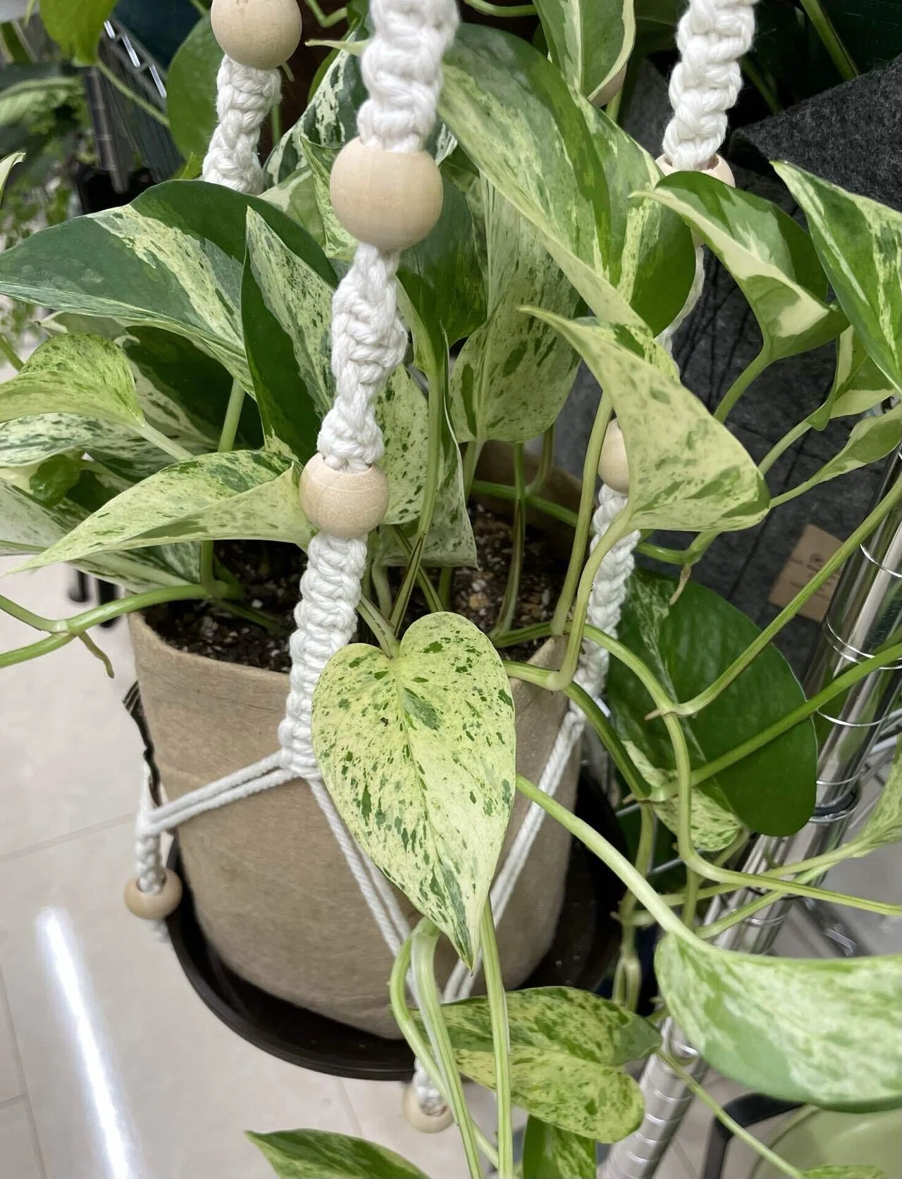 8種類のポトス（観葉植物）、育ち方と育て方｜Sae@元介護施設管理職