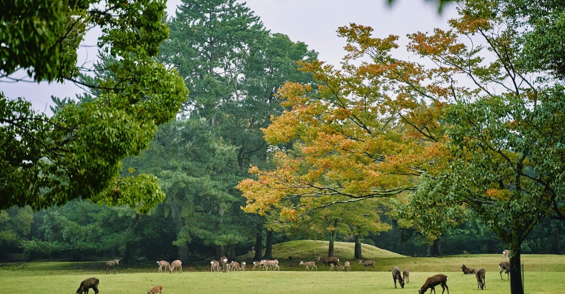 季語 女郎花で俳句を作りました 野に咲いているのを見つけられるかな こひのむ 不思議な日本語にまた出会えました Note