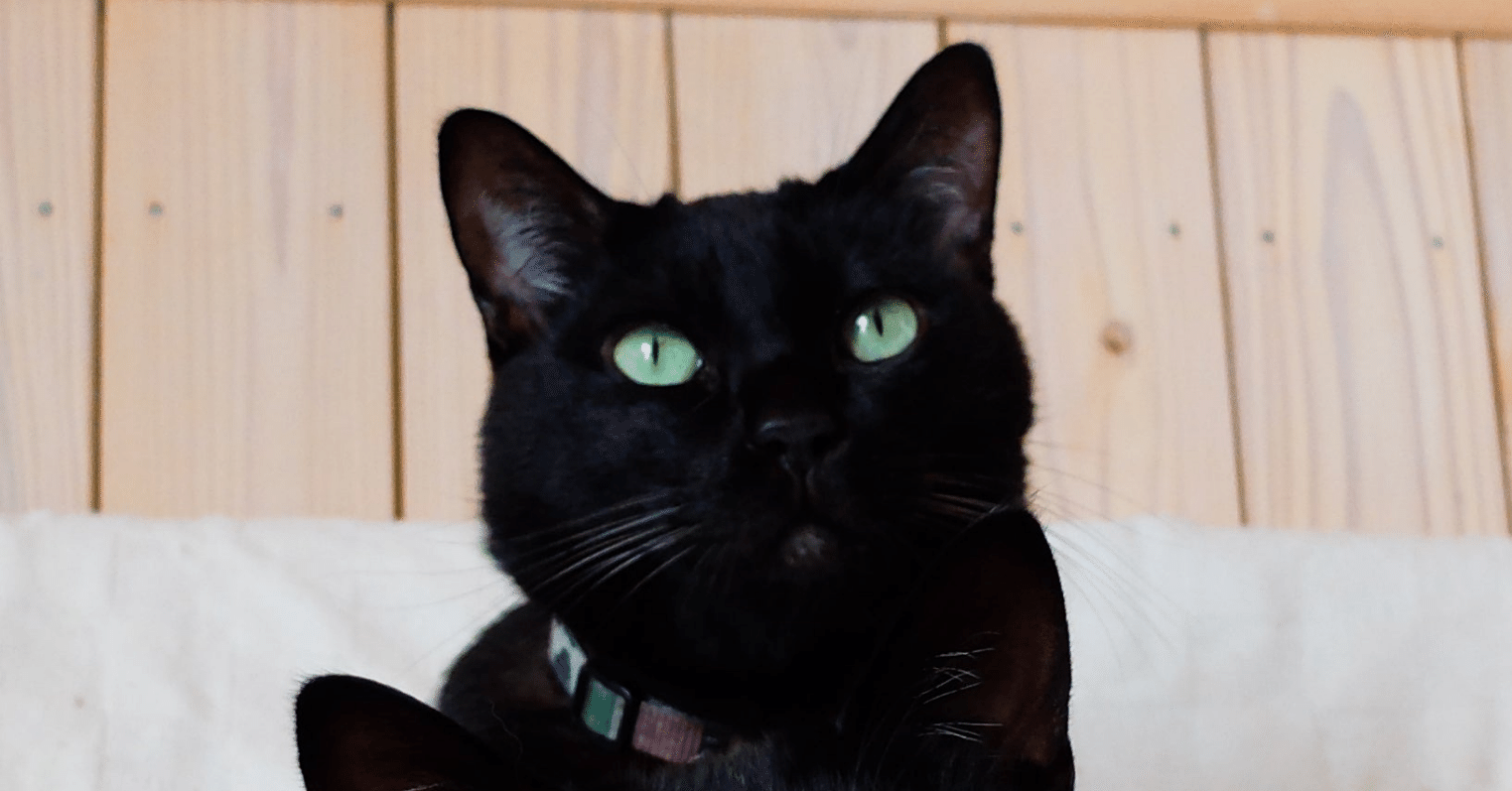 怖がるのをやめていく F太 Note