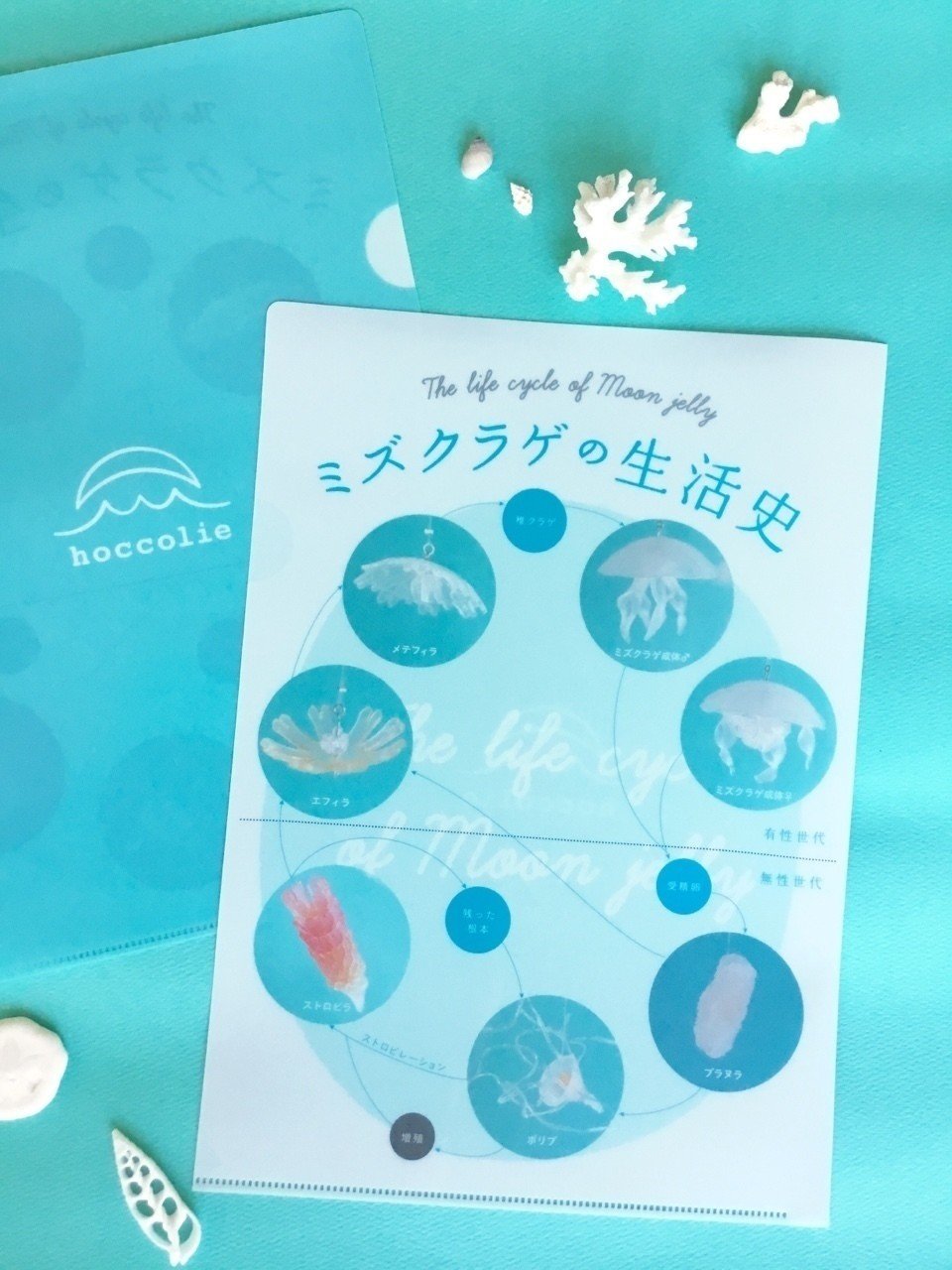 クラゲの成長過程がこんなにヘンテコだなんて ほっこりえ Note