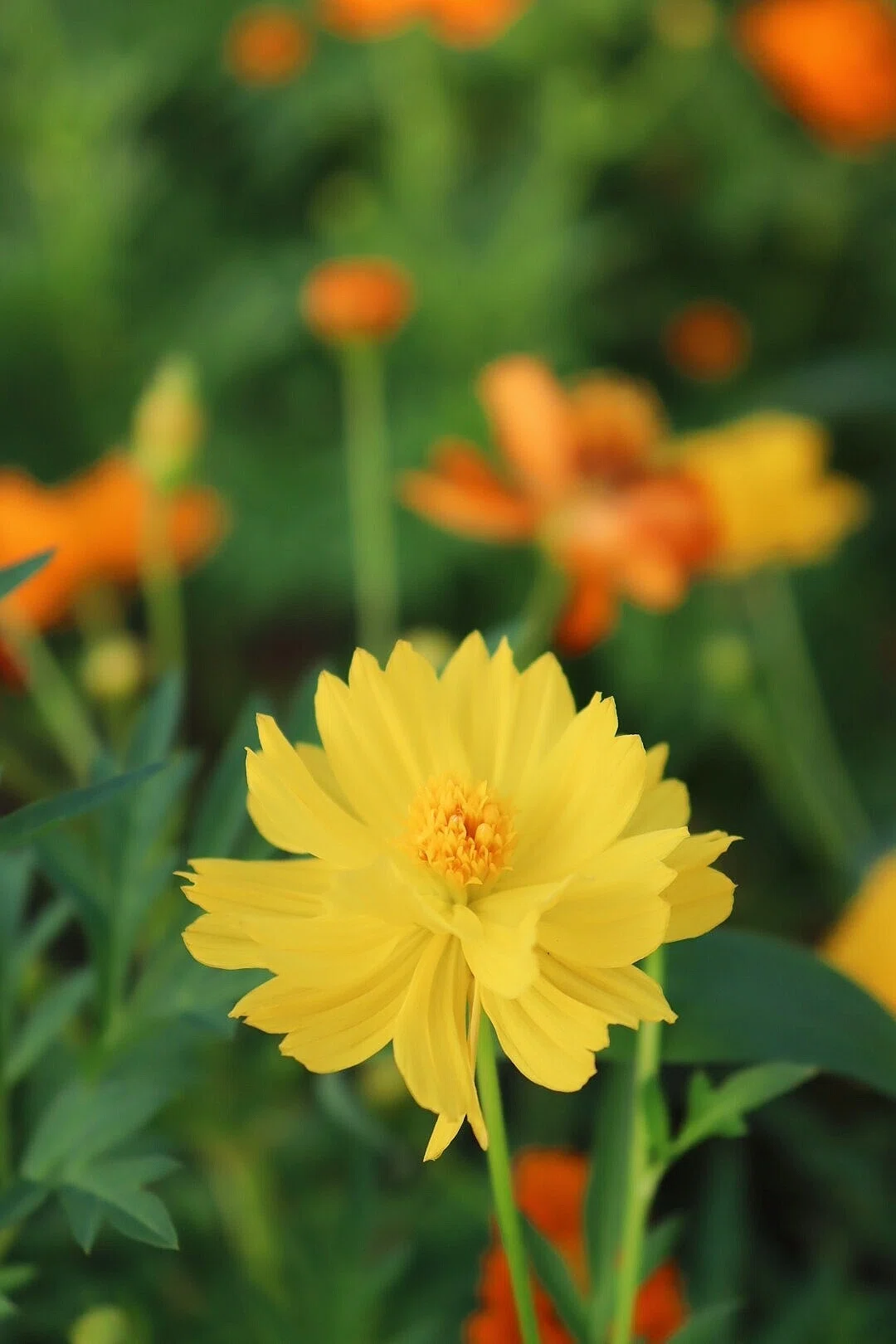 黄色の花 ひら Note