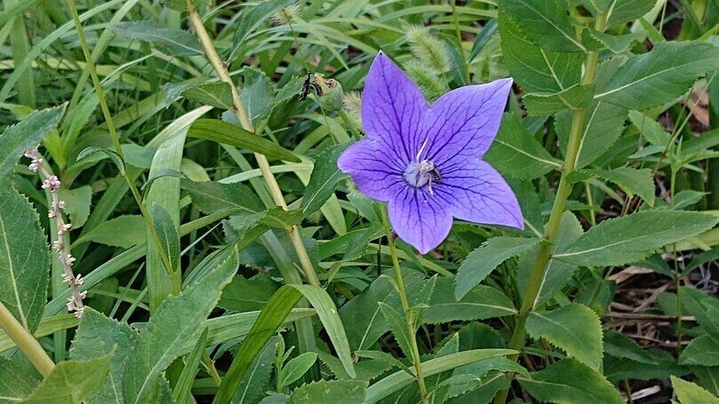桔梗 キキョウ 花言葉 誠実 永遠の愛 秋の七草の一つ 魔除けの護符 五芒星と似ていることでも有名 胸を張り堂々と咲き誇るイメージだったキキョウ ところがその佇まいは意外にも清楚 恥じらい 水菜月 華 Note