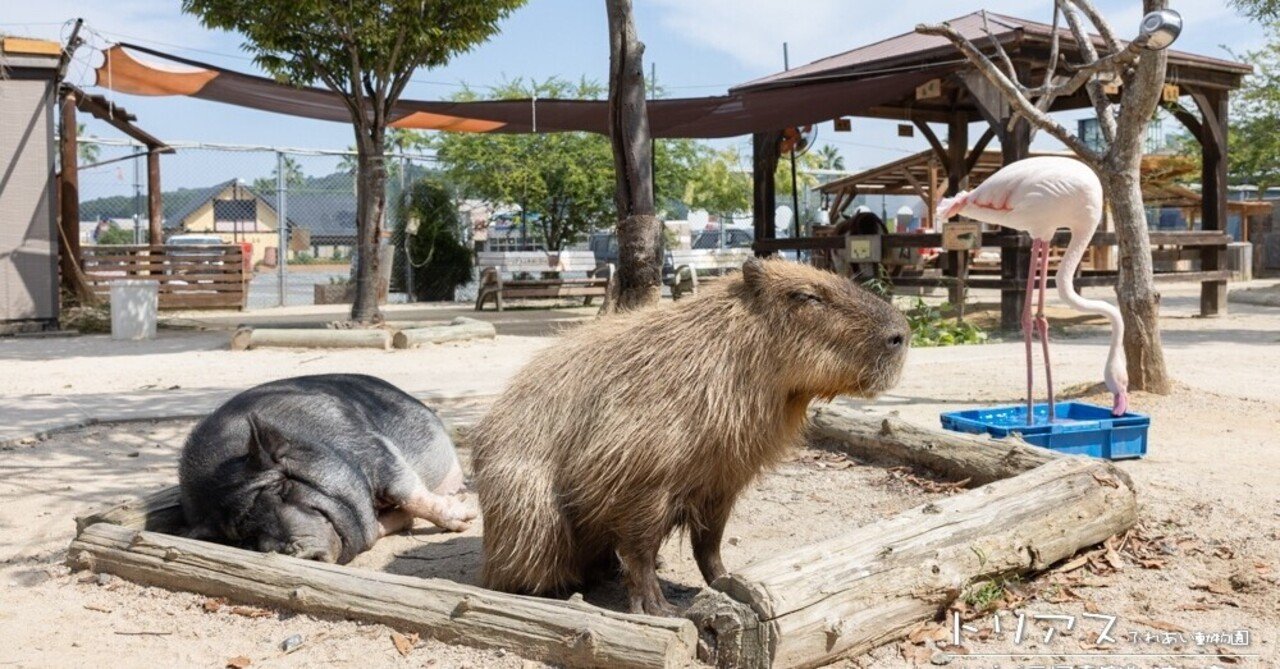 気軽に立ち寄れる、トリアスふれあい動物園｜カピバラ写真家〇渡辺克仁