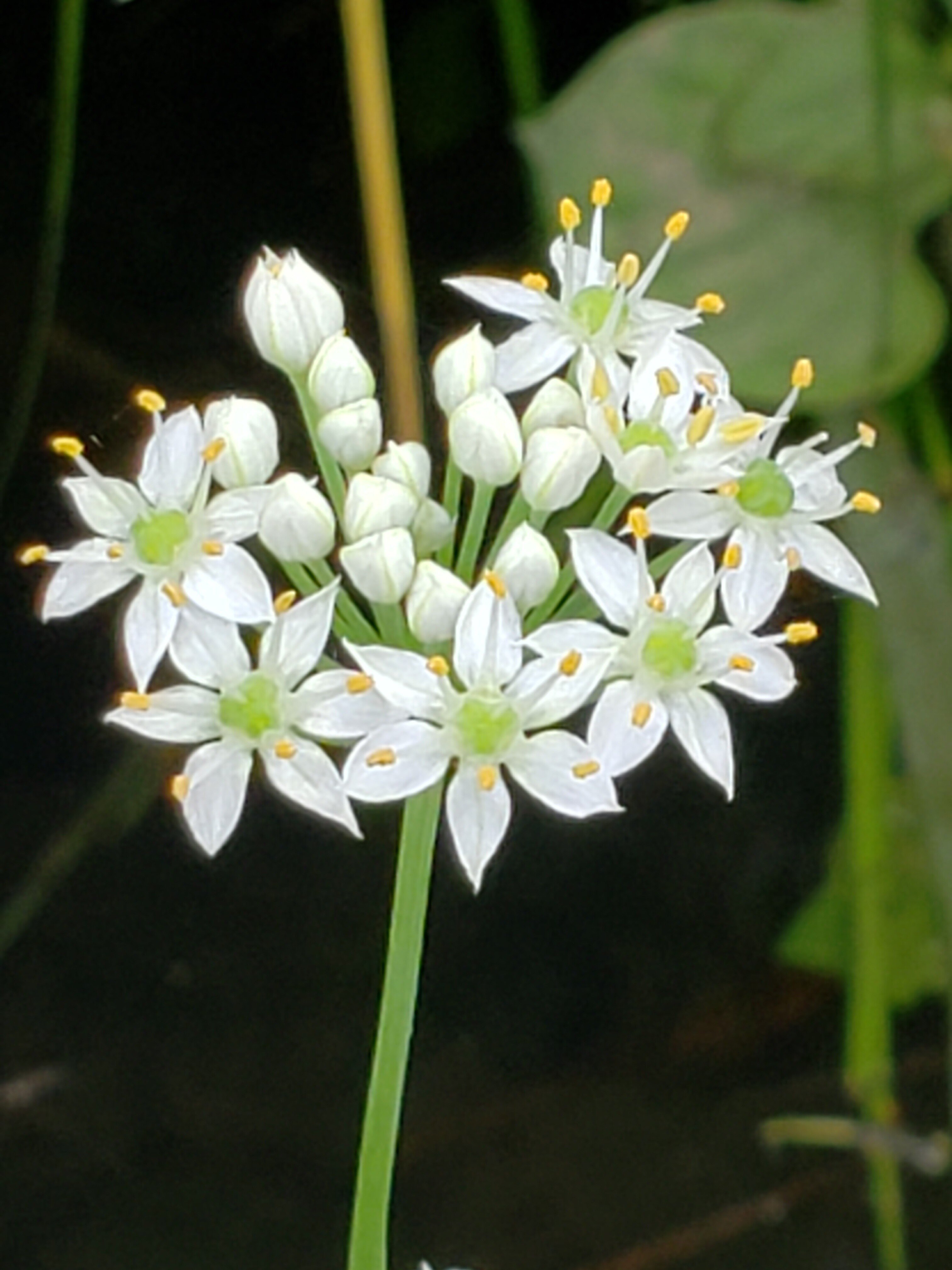 ニラの花 の新着タグ記事一覧 Note つくる つながる とどける