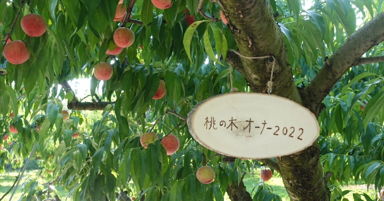 桃の生育レポート＃8月｜クニミノマド オーナー制度