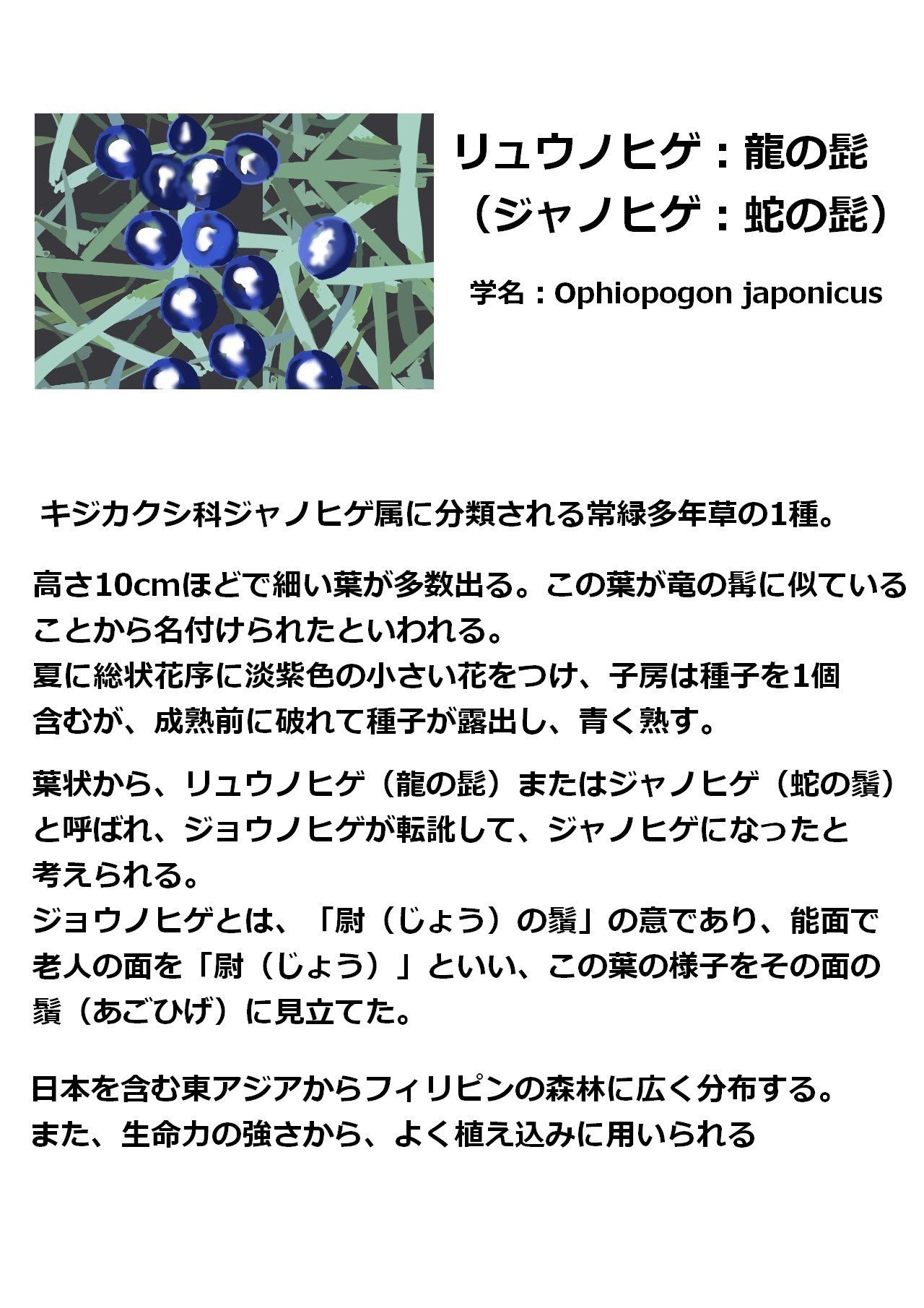 摩訶不思議生物奇譚 第４話 リュウノヒゲの祭り 青空ぷらす Note