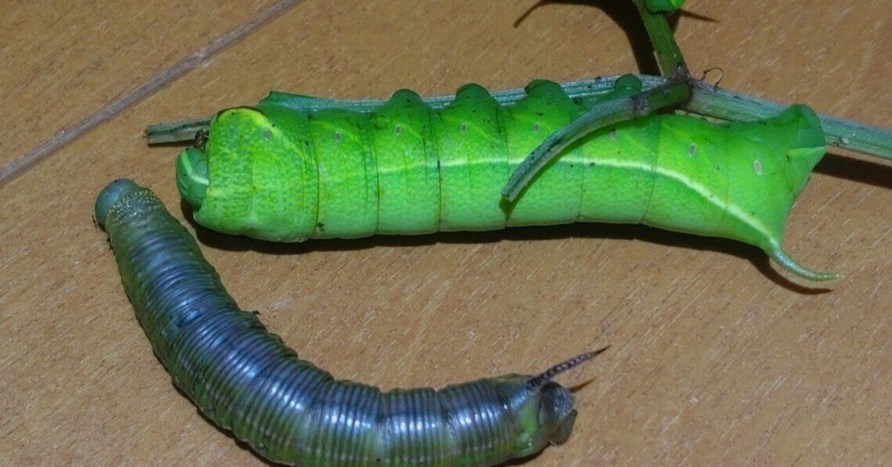 幼虫 有毒幼虫の見分け方｜姫アサギ