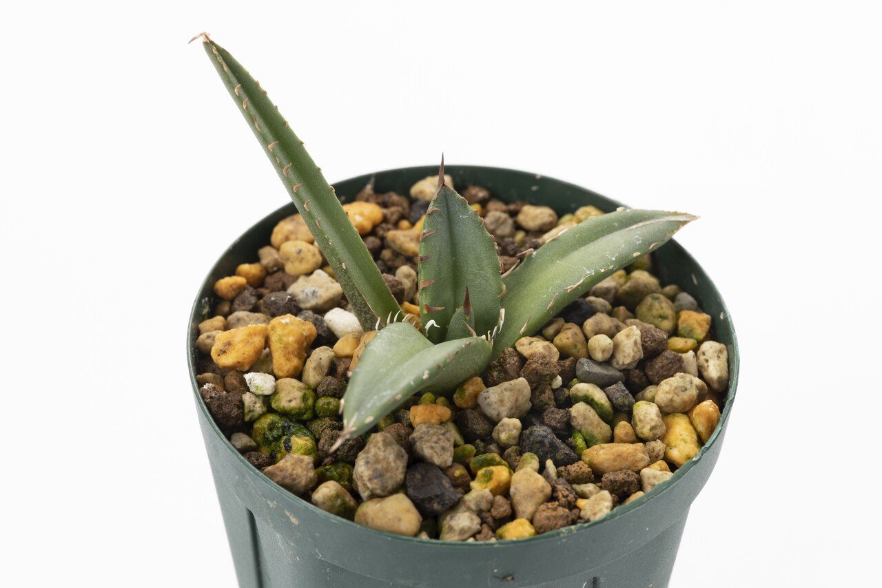 植物は育ててこそ。】 アガベ チタノタ'厳龍'（2022年6月2日〜9月2日