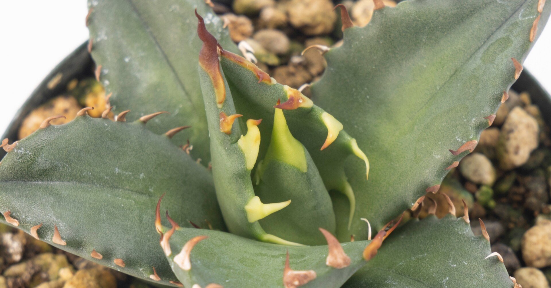 植物は育ててこそ。】 アガベ チタノタ'厳龍'（2022年6月2日〜9月2日