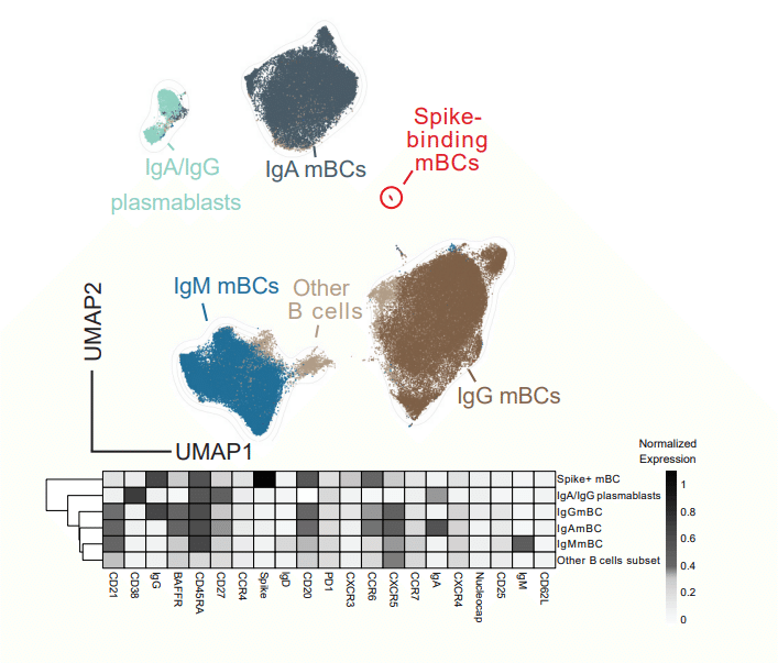 異種ワクチン接種(1回目+2回目) 図3A