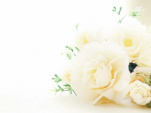 バラ 薔薇 白あ