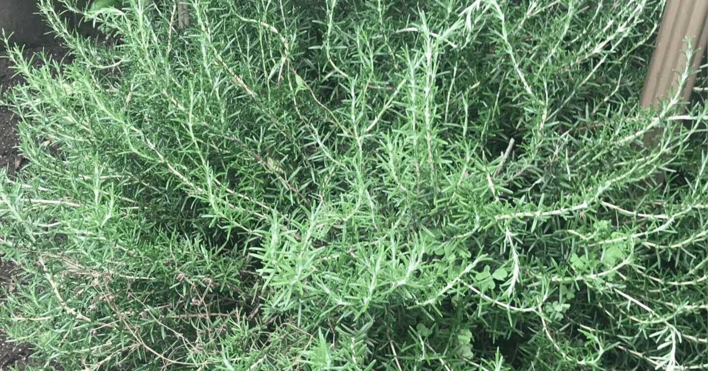 ローズマリーの害虫 グンバイでした Ka Note ローズマリーの害虫 グンバイでした Ka Note