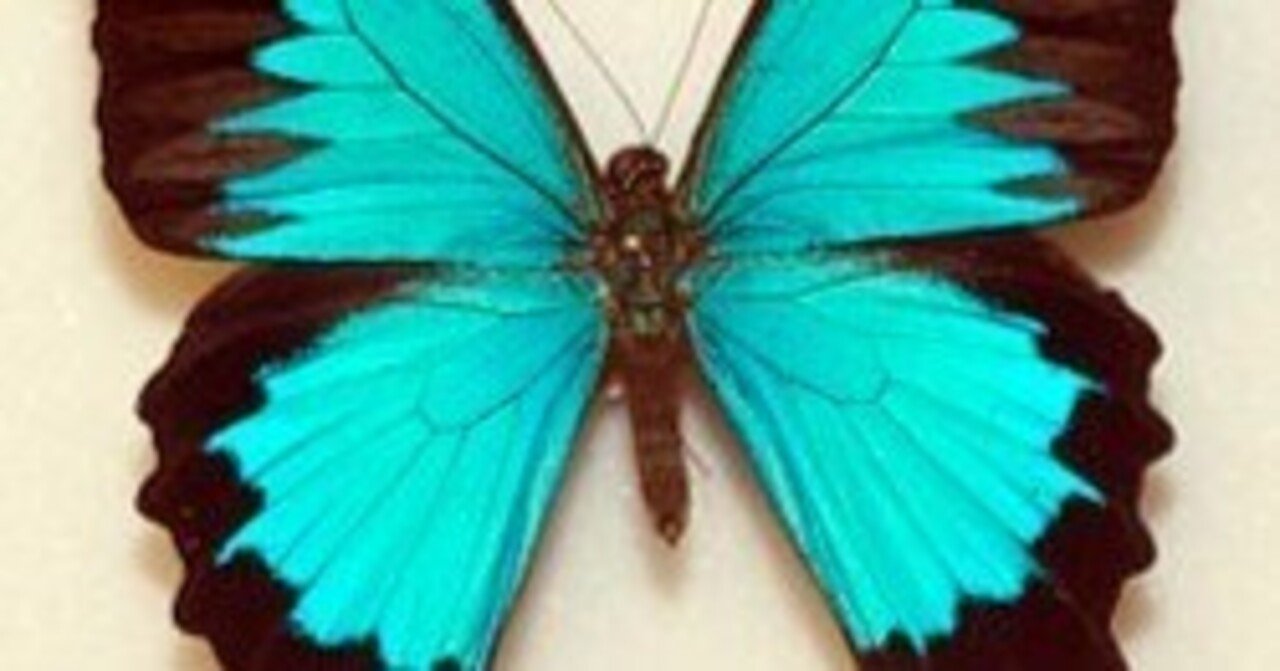 ユリシスとの幻の邂逅。。。HAPPYTURN！！？｜nabecho @山六農園芸（mt