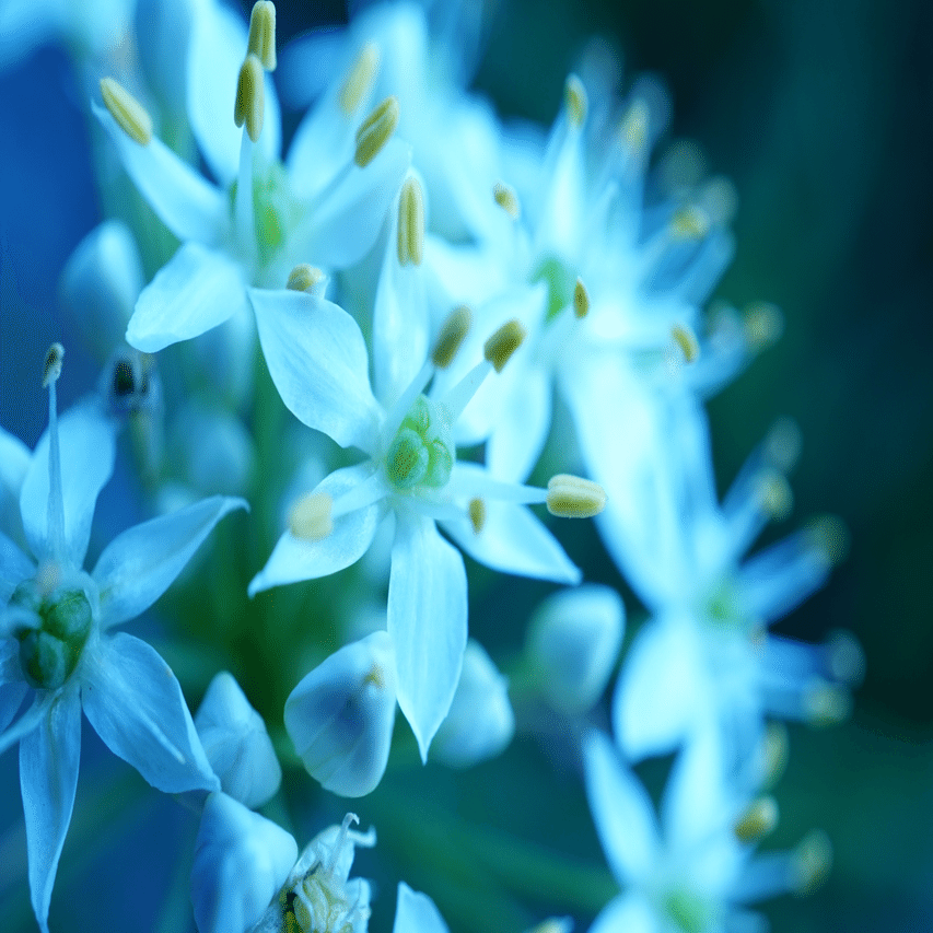 ニラの絵を描く｜K,O🪐ｹｰｵｰ