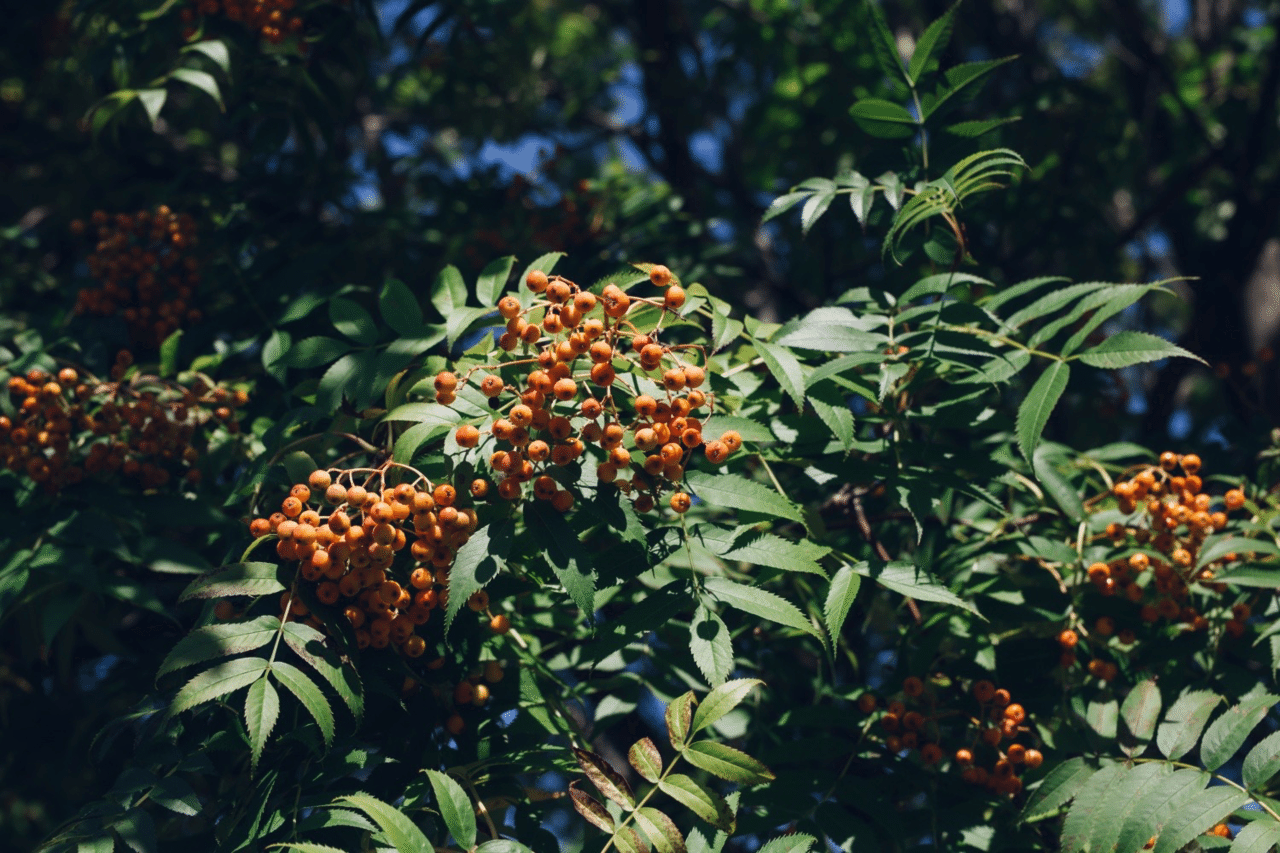 会員様特典 秋のお彼岸プレゼントイベント2022 のお知らせ セレモニーホール青柳 公式note Note 会員様特典 秋のお彼岸プレゼントイベント2022 のお知らせ セレモニーホール青柳 公式note Note