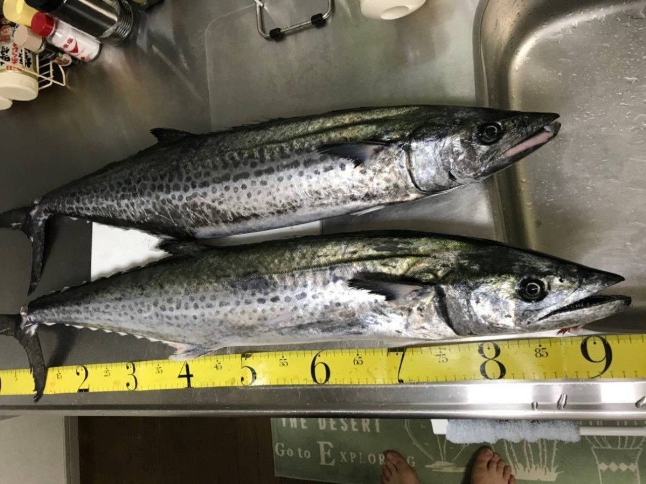 釣りたての美味しい魚を食べたい メタルマルで狙う秋のサワラゲーム 広島 しんじ 釣り普及委員会 Note 釣りたての美味しい魚を食べたい メタルマルで狙う秋のサワラゲーム 広島 しんじ 釣り普及委員会 Note