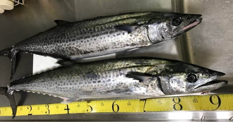 釣りたての美味しい魚を食べたい メタルマルで狙う秋のサワラゲーム 広島 しんじ 釣り普及委員会 Note