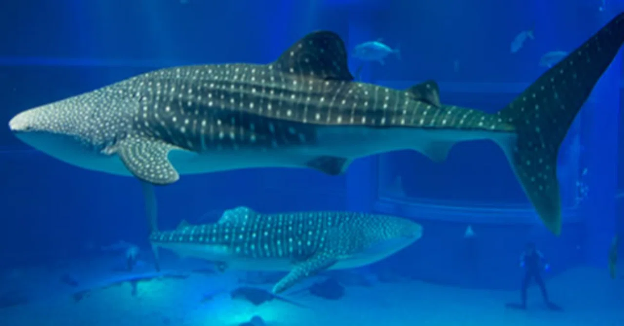 水族館に行きませう｜Mrs.chocolate