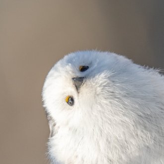 さち              さち