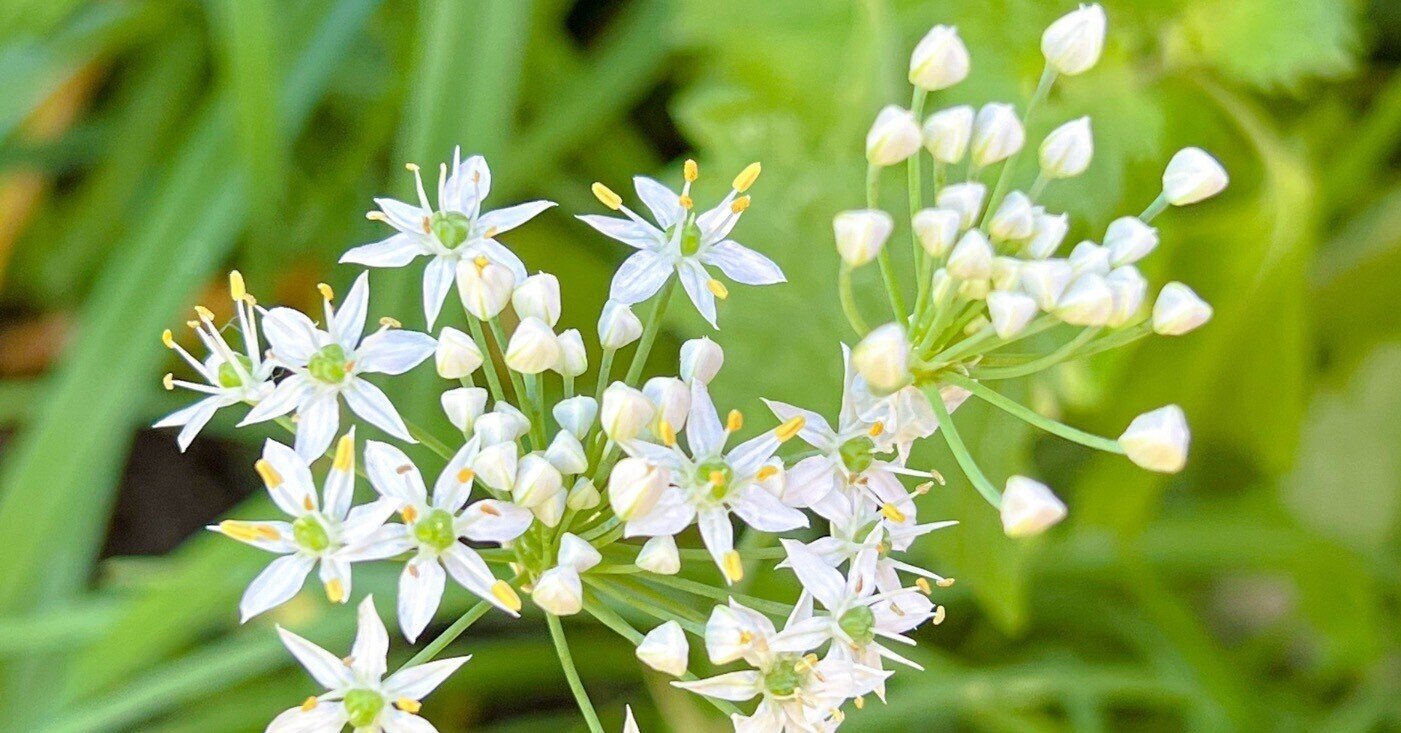 ニラの花 こゆり ᴗ ドット絵の人 Note ニラの花 こゆり ᴗ ドット絵の人 Note