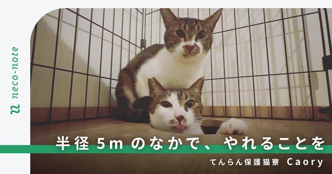 龍脈の精髄 ― 針状クラスター「透明なる守護」保護猫活動支援 龍脈の精髄 ― 針状クラスター「透明なる守護」保護猫活動支援 龍脈の