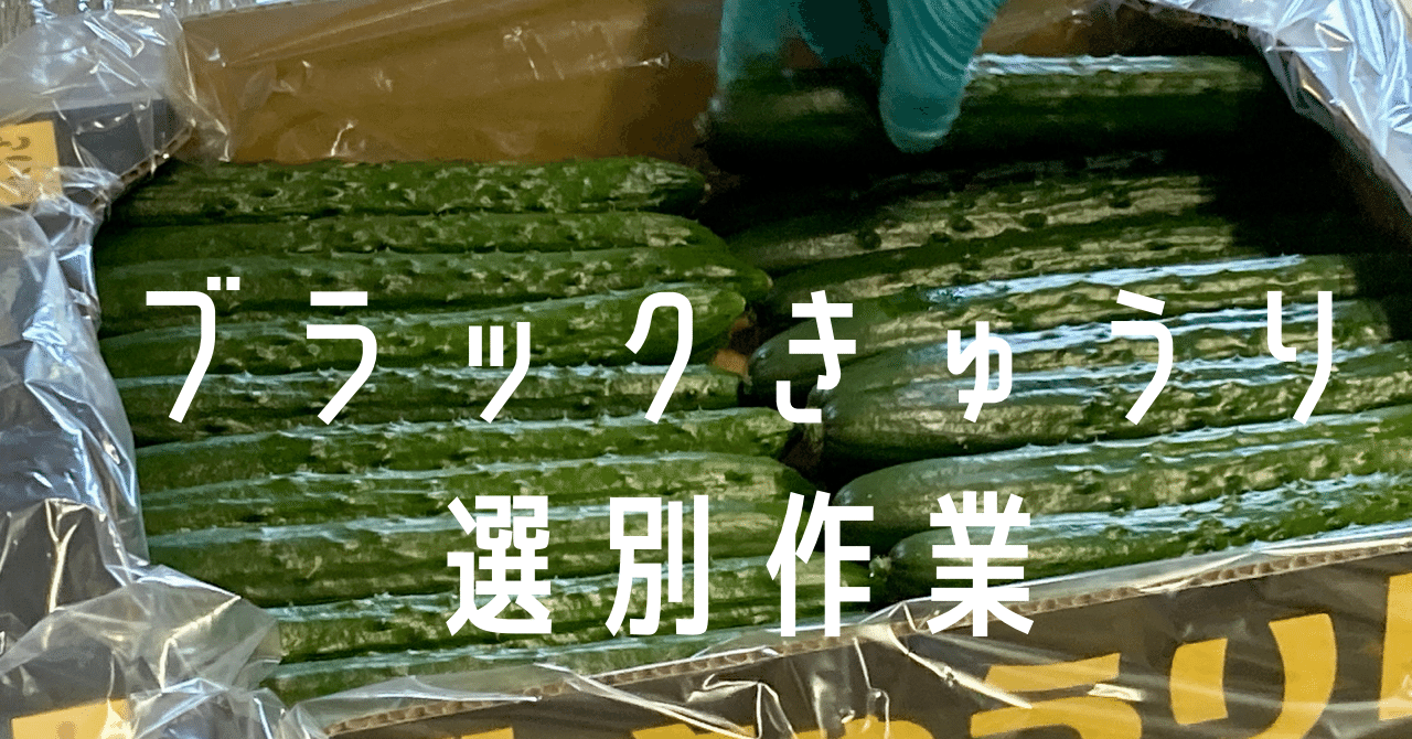 ジャッジして、ブラックきゅうりへ｜JAうご公式note【なぇんもねんしども】