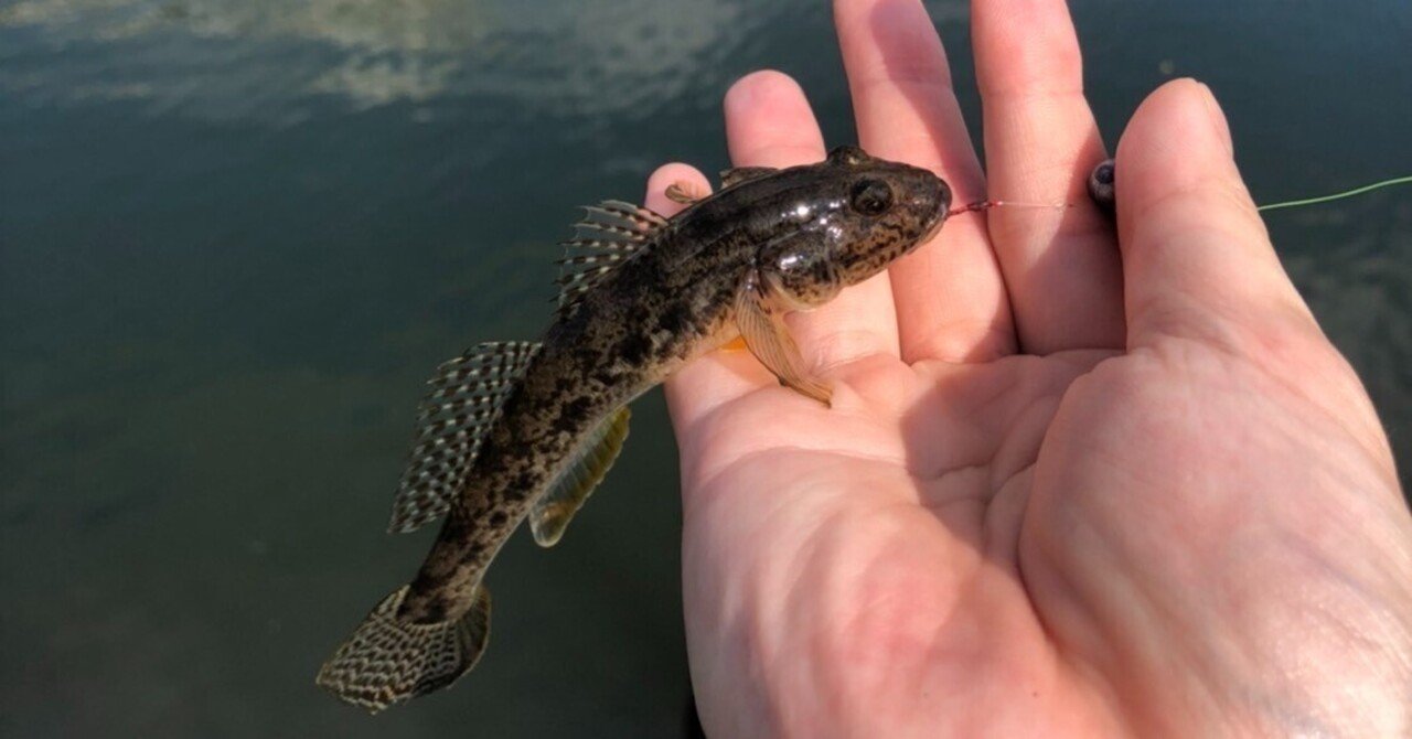 ハゼ釣り 川魚 小魚 仕掛け セット ハゼ タナゴ テナガエビ まとめ ハゼ釣り 川魚 小魚 仕掛け セット ハゼ タナゴ テナガエビ