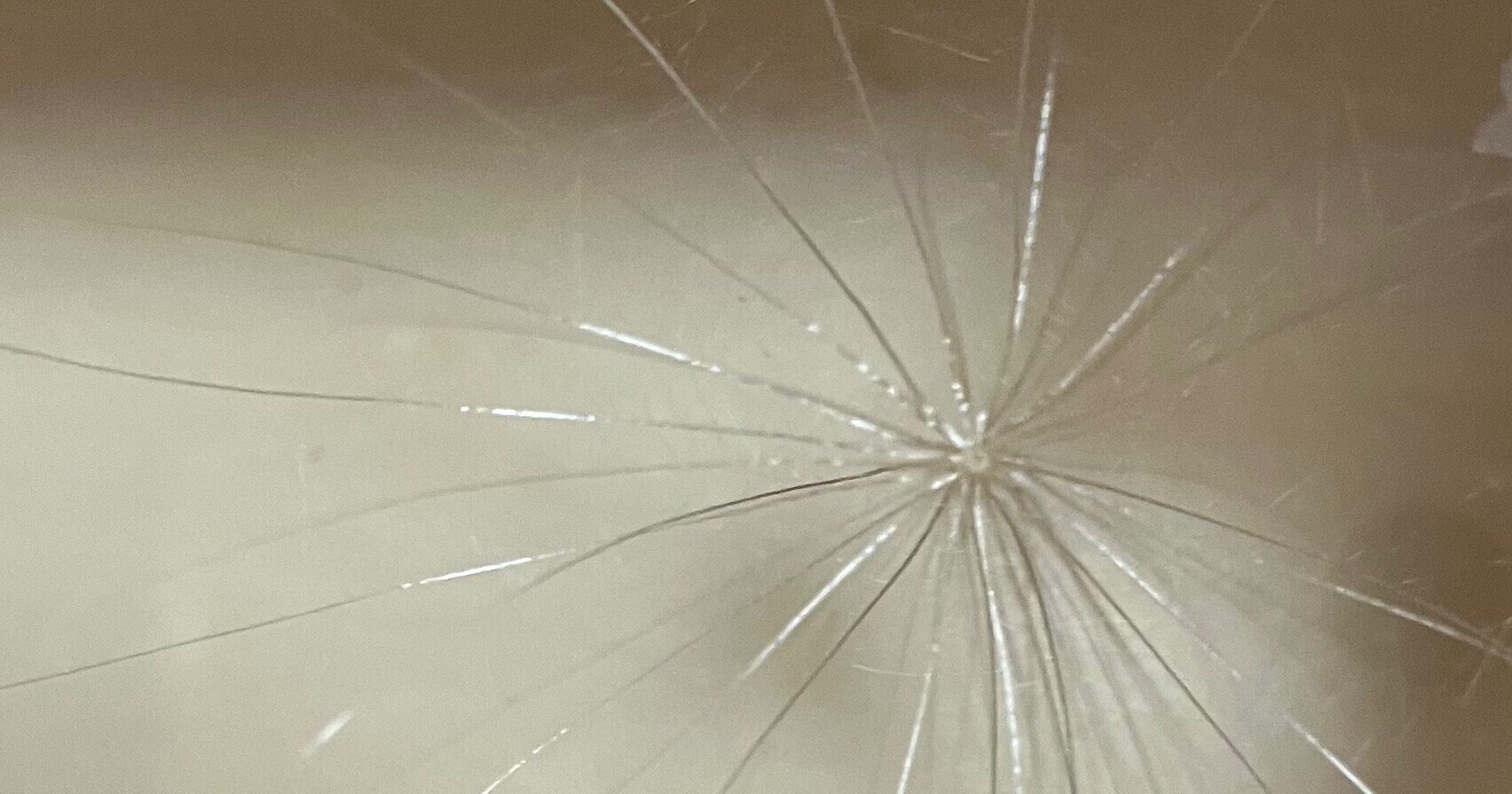 ケセランパセランを買う女 エッセイ 弘せりえ Note ケセランパセランを買う女 エッセイ 弘せりえ Note