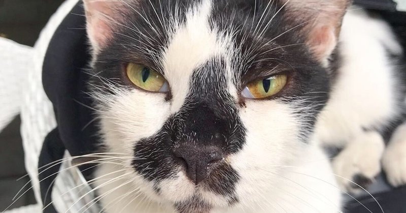 最も共有された イケメン猫画像 ネットで人気の画像