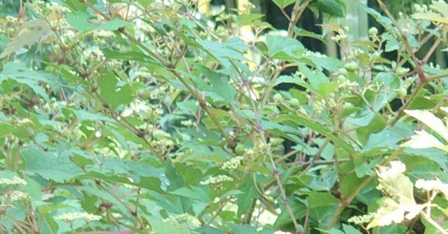 昔から民間療法に使われてきた薬草【野ぶどう(ｳﾏﾌﾞﾄﾞｳ)】＊秋・季節の