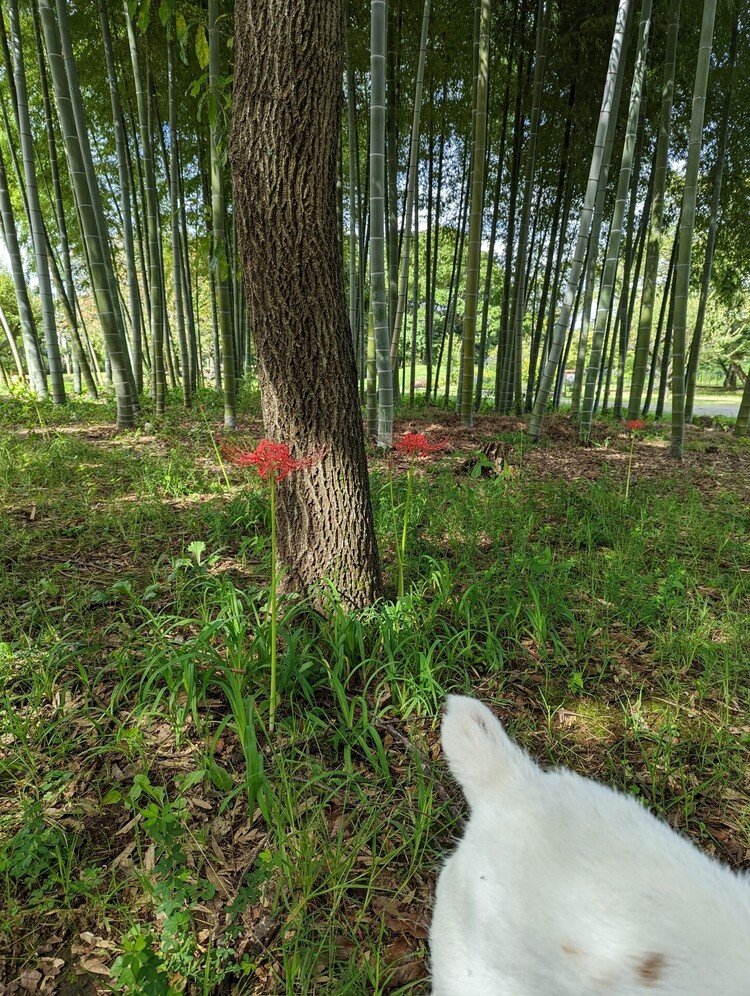 竹林に秋がやってきました。イヌが何か探しています。