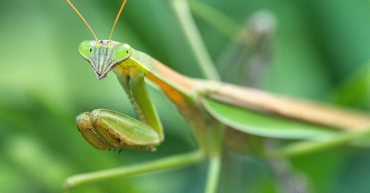 蟷螂、鎌切（三秋・動物）｜卯月紫乃