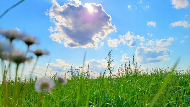 空　太陽　光　葉　草原