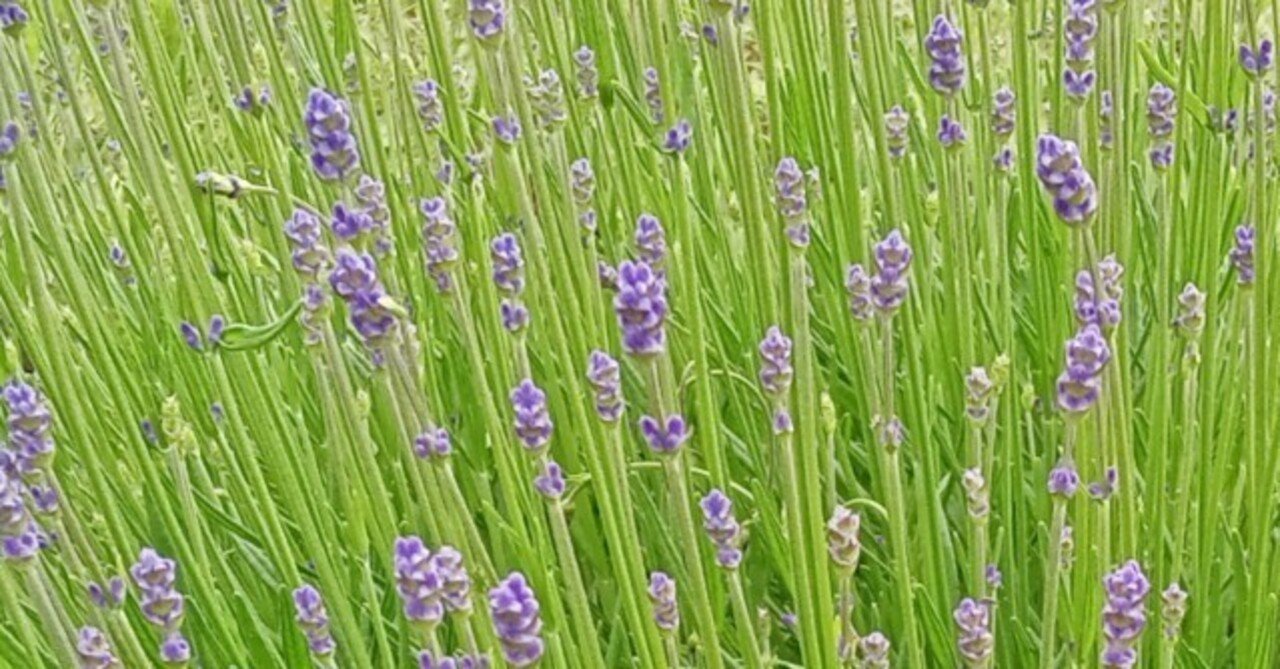 セントクリストファーホスピス|platinumnurse.mei