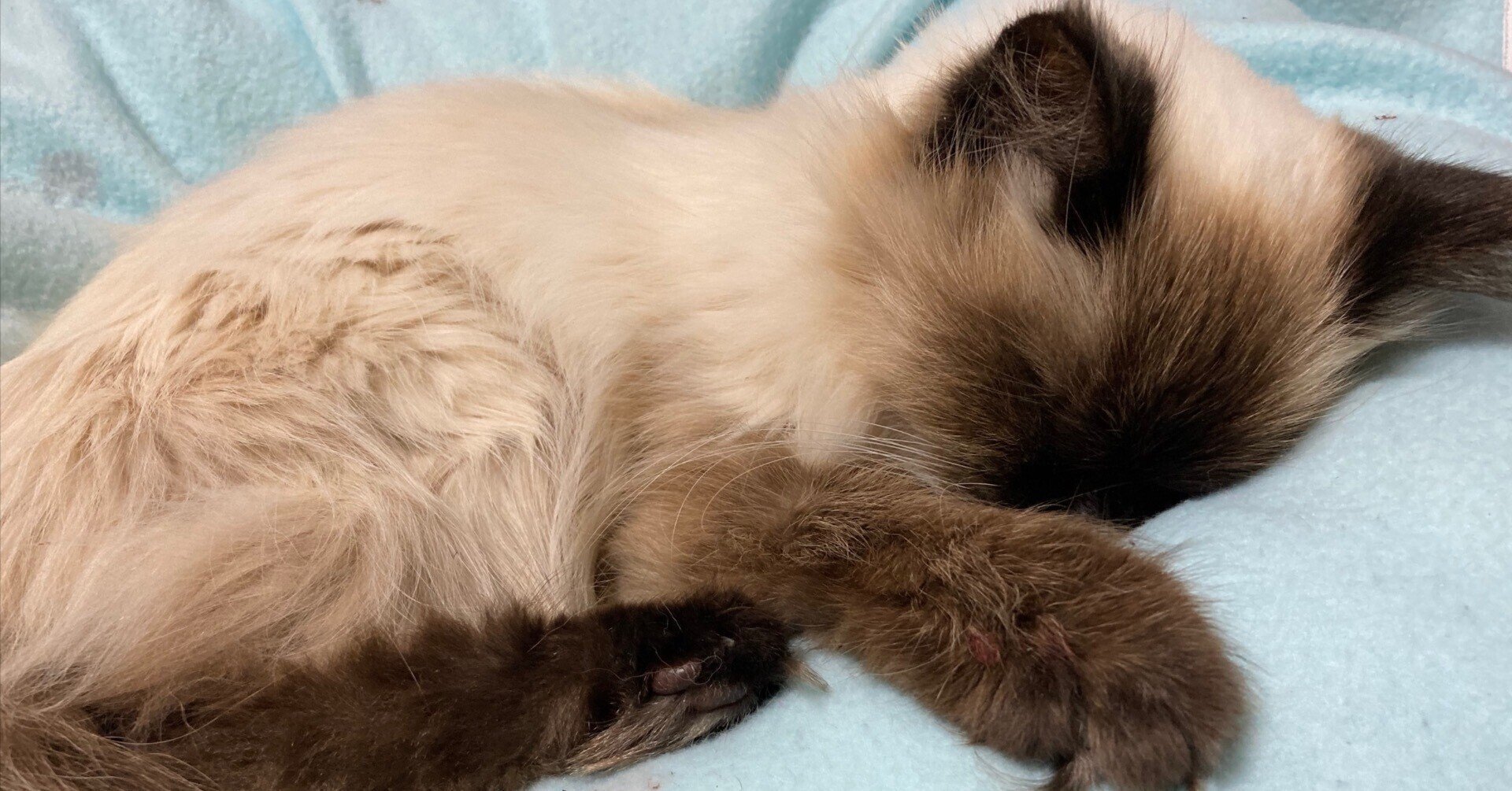 猫種紹介 ヒマラヤン 飼い猫れんれん まいまいこ Note 猫種紹介 ヒマラヤン 飼い猫れんれん まいまいこ Note