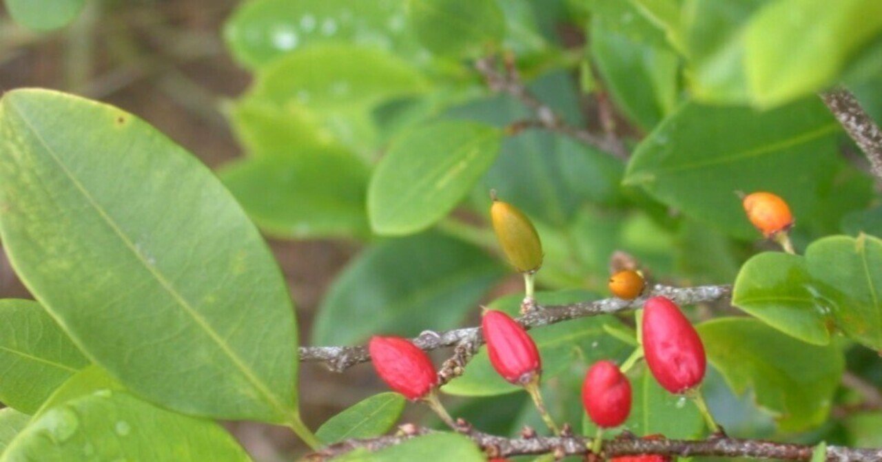 コカの葉を信じよ 園田寿 Note コカの葉を信じよ 園田寿 Note