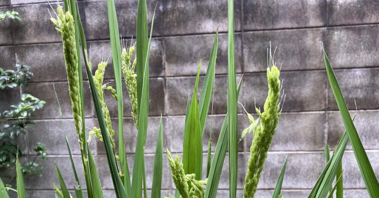 Planting Rice Photo Natural Farming × Rice Growing in a Bucket 16. Confirmed the heading of ...