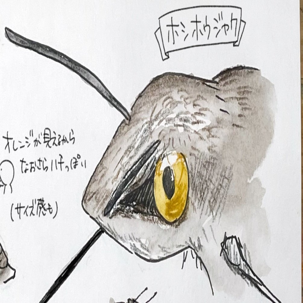 ハチドリでもない ハチでもない ガ ホシホウジャク 自然ガイドのネタ帳 くますけ Note