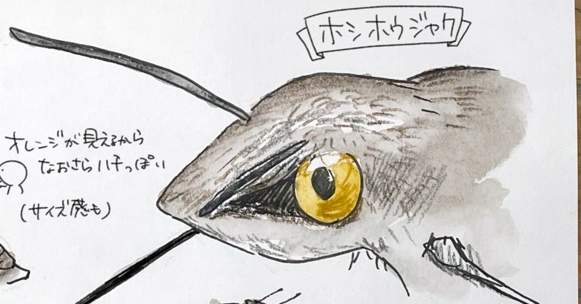 ハチドリでもない ハチでもない ガ ホシホウジャク 自然ガイドのネタ帳 くますけ Note ハチドリでもない ハチでもない ガ ホシホウジャク 自然ガイドのネタ帳 くますけ Note