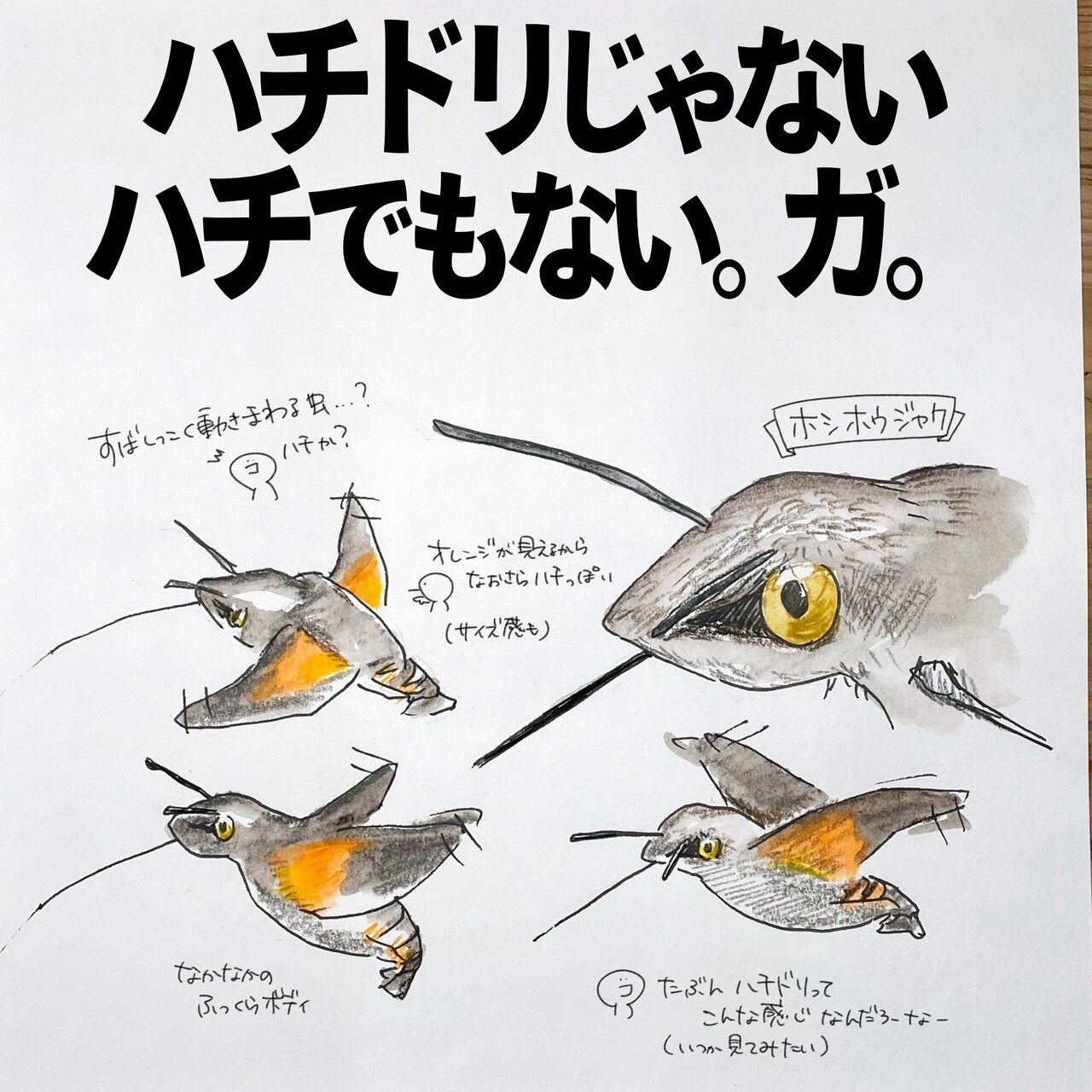 ハチドリページ ハチドリでもない。ハチでもない。ガ。｜ホシホウジャク｜くますけ