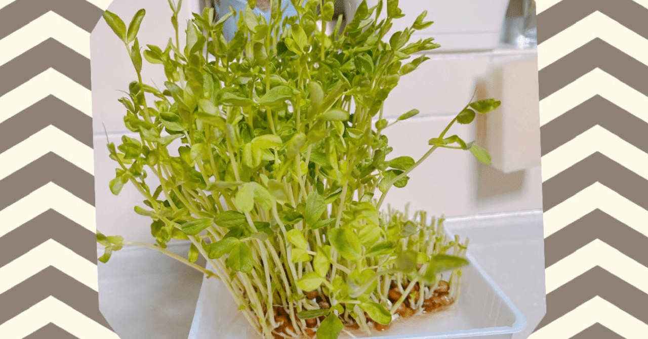 育ちすぎた豆苗ちゃん Miyu Note