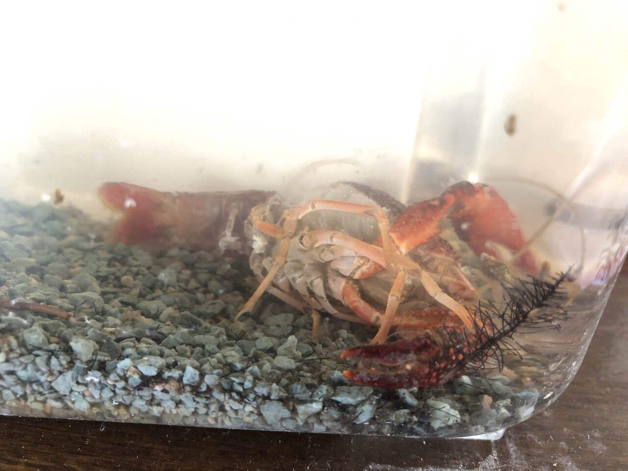 日記 22年9月11日日曜ーザリガニが脱皮 しソノシートブック かくし芸虎の巻 が届きめぐり屋の店内bgmをinstagramに投稿することを思いつき有料配信 沖縄ナンデス を見た めぐり屋くわの Note 日記 22年9月11日日曜ーザリガニが脱皮 しソノシートブック かくし芸虎の巻 が届きめぐり屋の店内bgmをinstagramに投稿することを思いつき有料配信 沖縄ナンデス を見た めぐり屋くわの Note