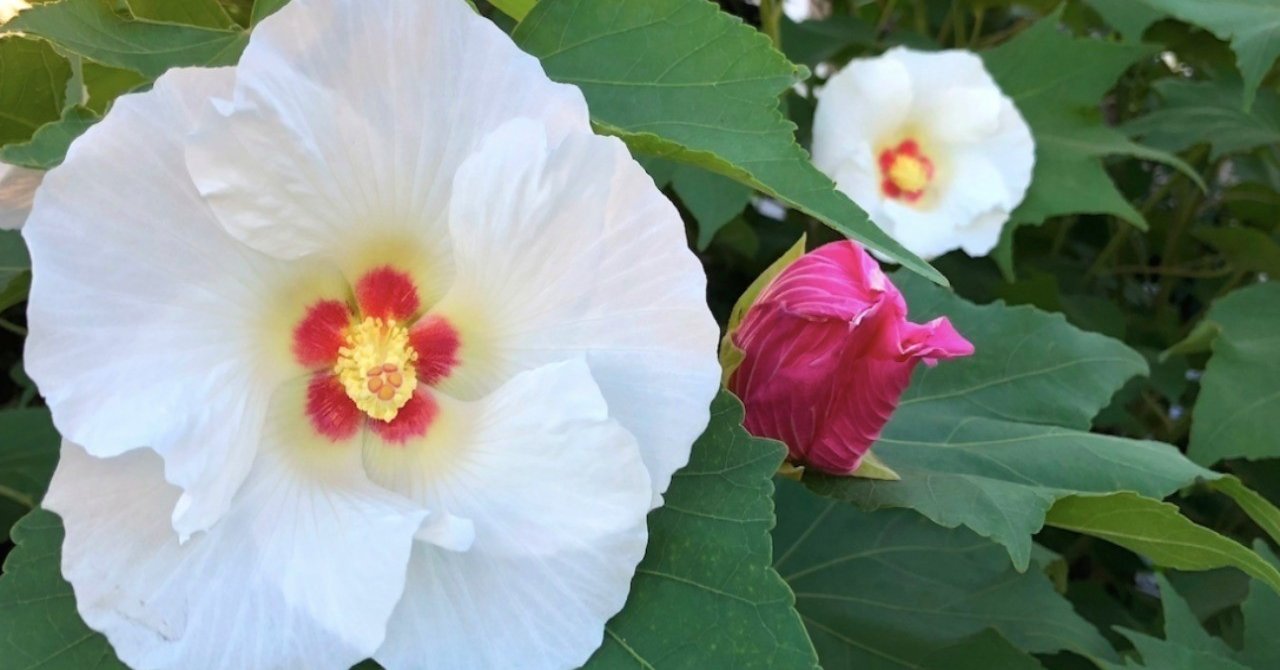 酔芙蓉 1日で色が変わる花｜森永 康平 🌱ミルキク