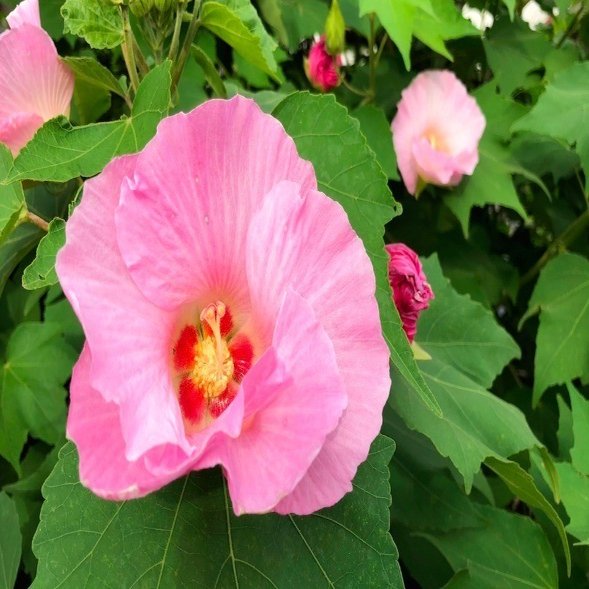 酔芙蓉 1日で色が変わる花 森永 康平 ミルキク Note