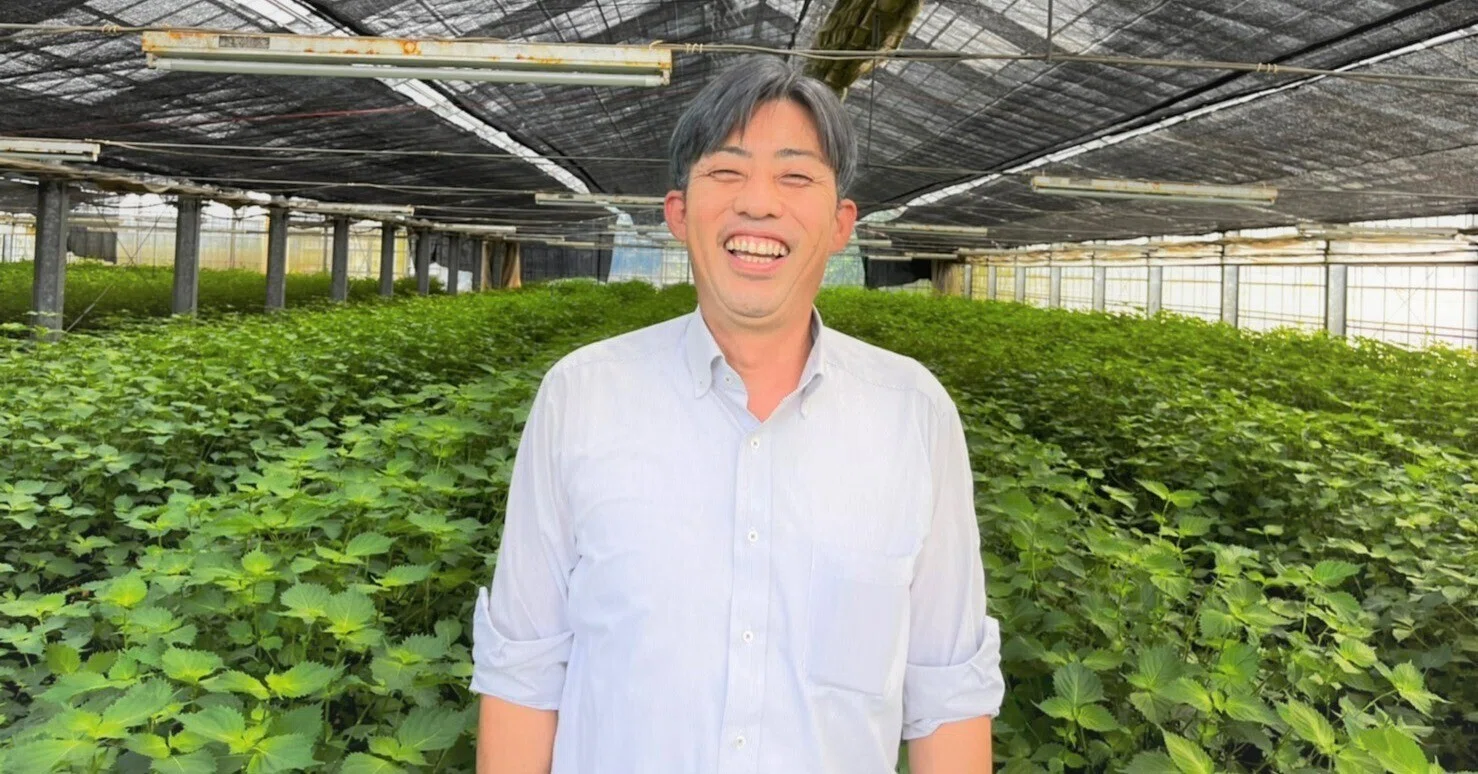 京田園】見た目よりも味の良さを追求した”大葉”の摘み取り作業、年中