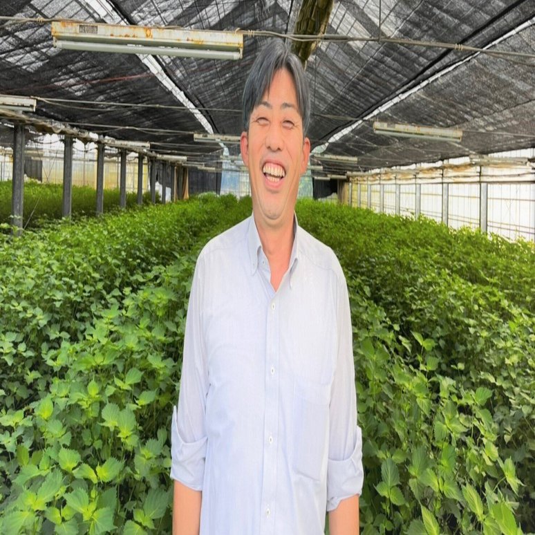 京田園】見た目よりも味の良さを追求した”大葉”の摘み取り作業、年中